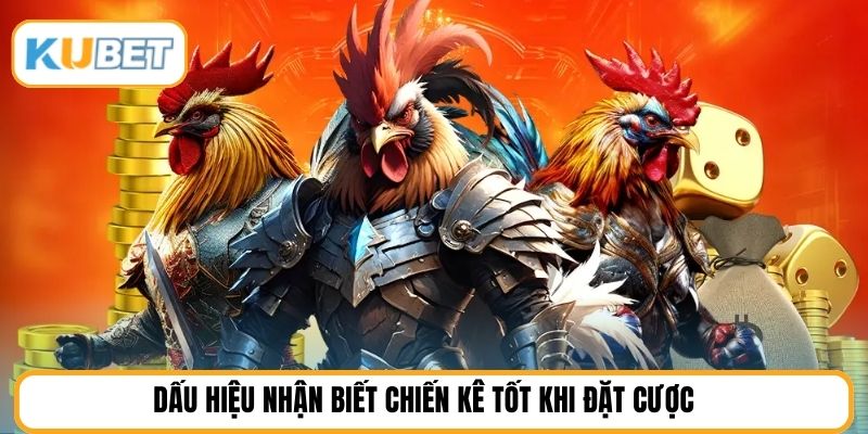 Dấu hiệu nhận biết chiến kê tốt khi đặt cược 